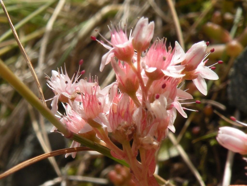 Sedum album